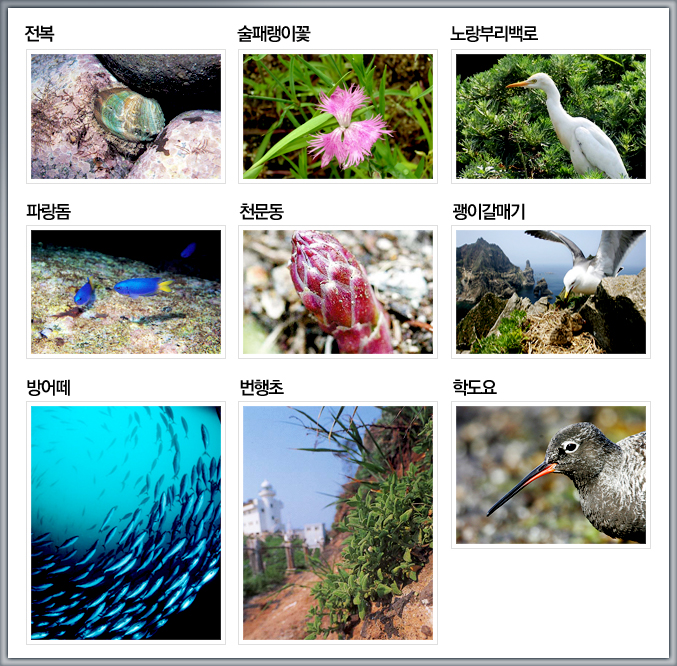 전복, 술패랭이꽃, 노랑부리백로, 파랑돔, 천문동, 괭이갈매기, 방어떼, 번행초, 학도요 이미지